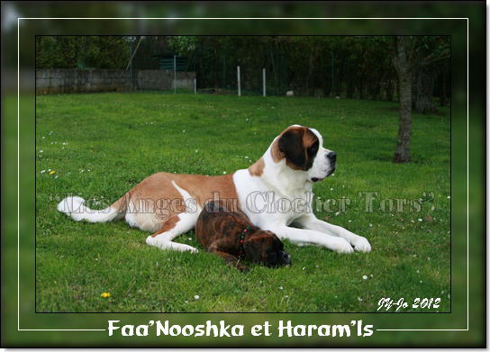 Noosh + Haram`Is