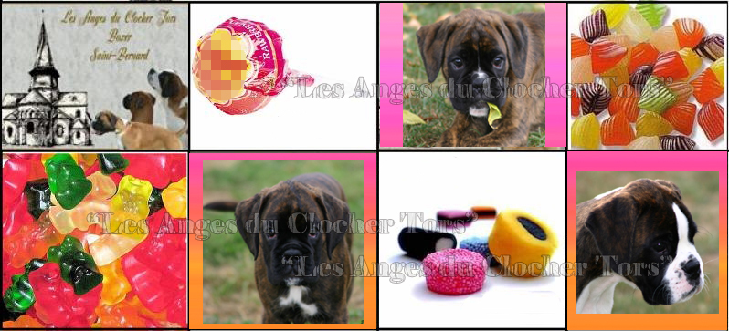 3 chiots 2013